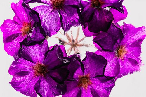 Pink primroses in ice 2 by Marc Heiligenstein