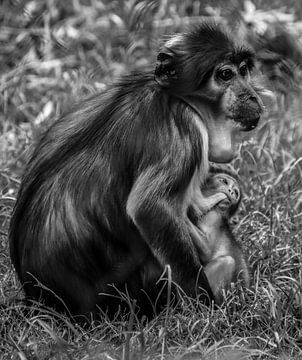 Mutter Weißhaubenmango und ihr Baby von Michelle van den Boom
