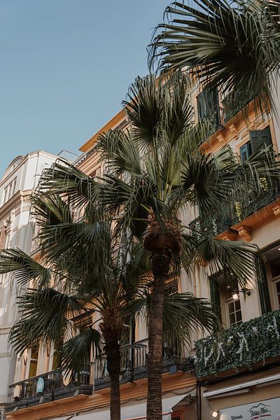 Palmbomen in Malaga van Bodil de Jong