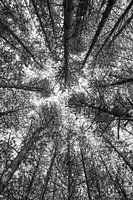 Trees from a different perspective