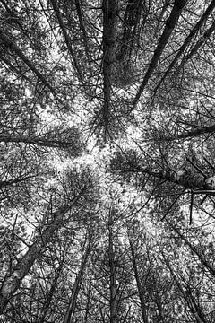 Bäume aus einer anderen Perspektive von Coby Bergsma