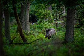 Everzwijn in het bos van Sam Mannaerts
