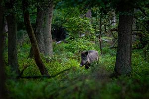 Everzwijn in het bos
