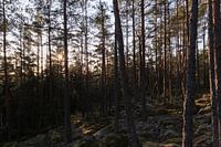 Wald in der Mitte von Schweden
