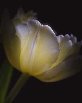 White yellow tulip dark & moody van Sandra Hazes