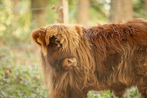 Adorable veau écossais des Highlands sur KB Design & Photography (Karen Brouwer)