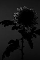 Chrysanthème
