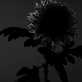 Chrysanthème sur Sandor Ploegman-Stam