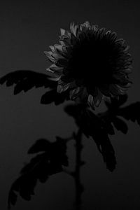 Chrysantheme von Sandor Ploegman-Stam
