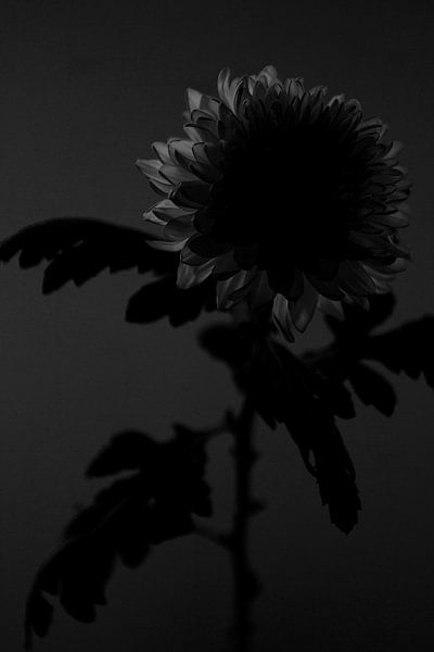 Chrysanthemum by Sandor Ploegman-Stam