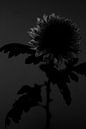 Chrysantheme von Sandor Ploegman-Stam Miniaturansicht