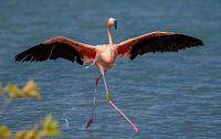 Walking on water
