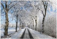 Winterallee by Vera Laake thumbnail