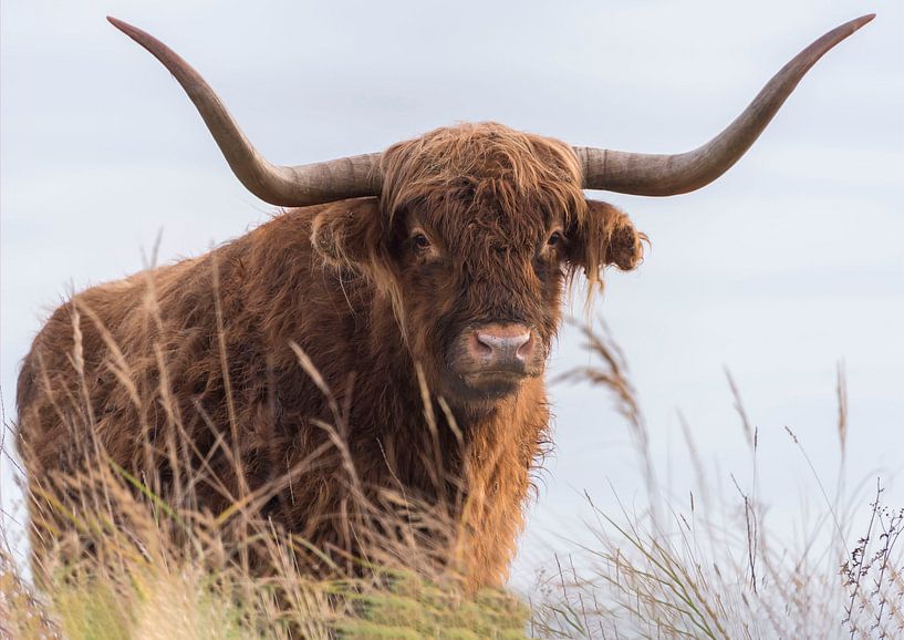 Close-up van een Schotse Hooglander van Ans Bastiaanssen