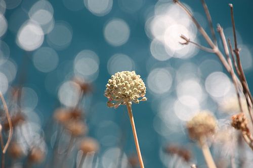 Uitgebloeid en uitgeblust