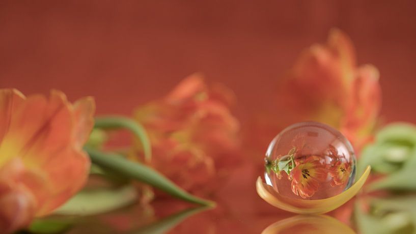 Tulpen in glas gevangen van Marianne Twijnstra