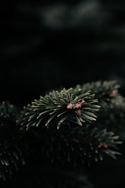 Tannenzweig mit Knospen im Sauerländer Wald von LinaTea UmbraVisuals