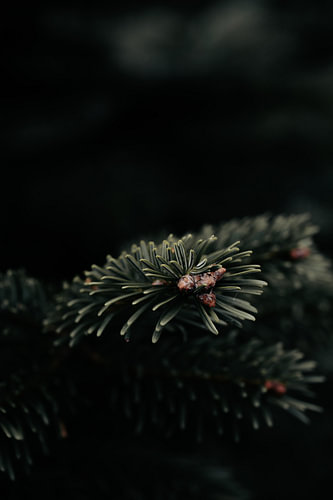 A pine branch with buds in the Sauerland forest