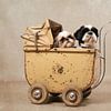 Shih Tzu hondjes in een antieke poppenwagen van Wendy van Kuler
