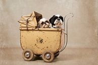 Shih Tzu hondjes in een antieke poppenwagen van Wendy van Kuler Fotografie thumbnail