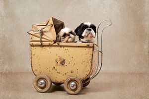 Shih Tzu Hunde in einem antiken Puppenwagen