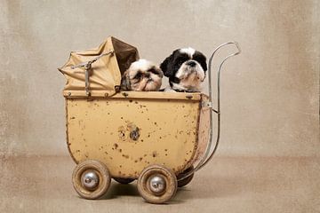 Shih Tzu hondjes in een antieke poppenwagen