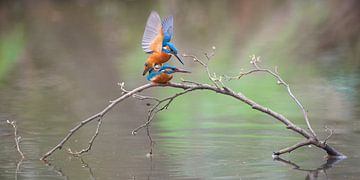 Kingfishers mating
