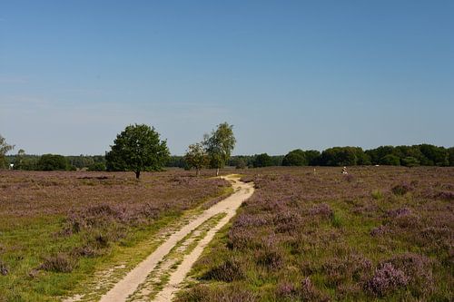 Een pad over de Ermelosche heide