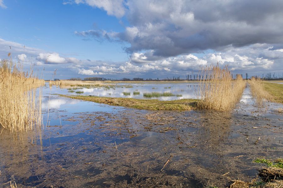 Spiegelende wolken in het water - De Brabantse Biesbosch
