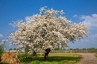 Bloesem boom in de lente van Bram van Broekhoven thumbnail
