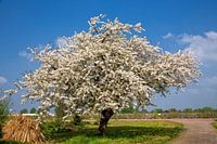 Bloesem boom in de lente