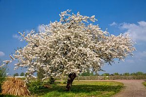 Arbre à fleurs au printemps sur Bram van Broekhoven