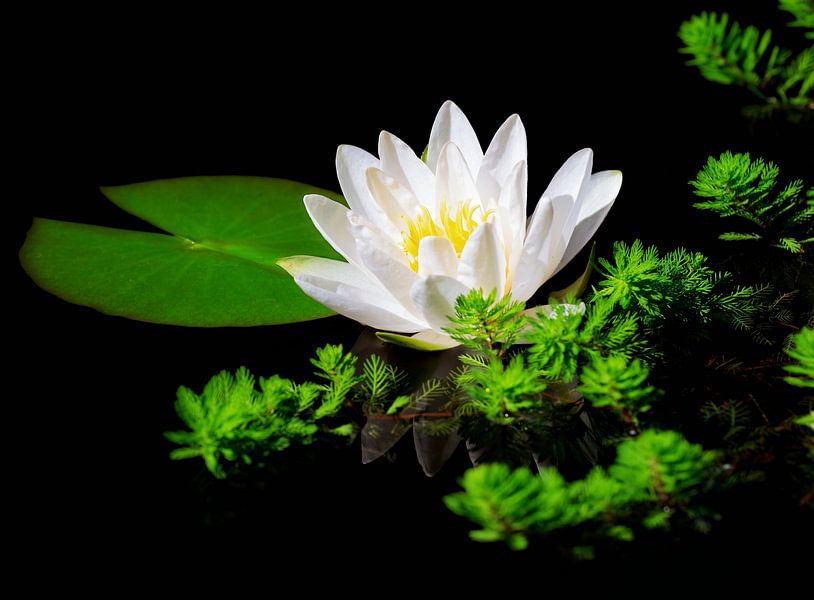 White water lily in the grass pond by ManfredFotos