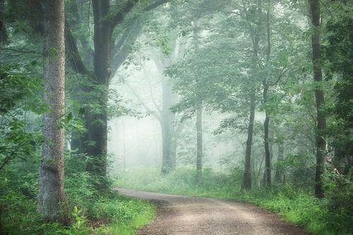 Misty mornings