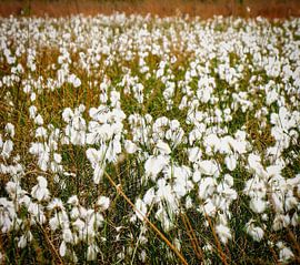 Veenpluis van Hein van Mulligen