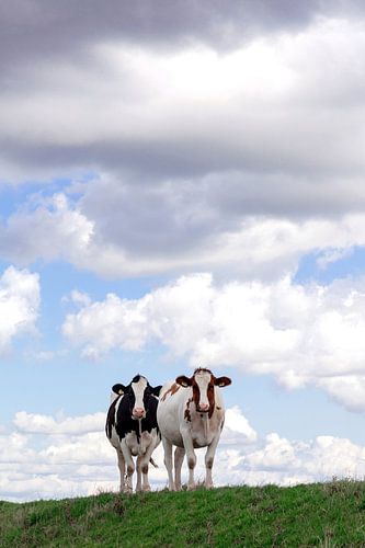 vaches ensemble sur la digue