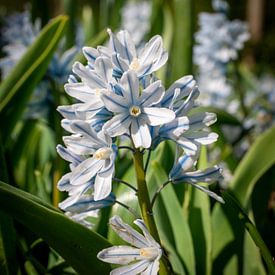 Fleur dans le Keukenhof sur Matthijs Noordeloos