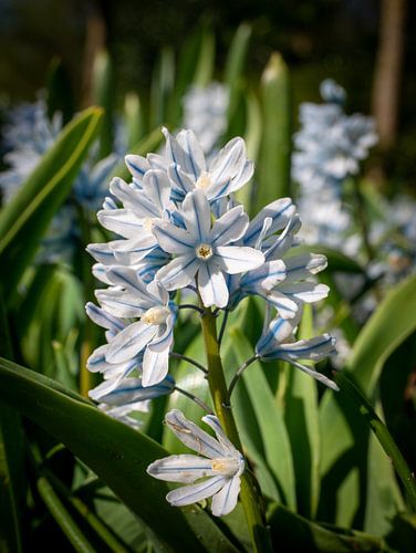 Bloem in de keukenhof