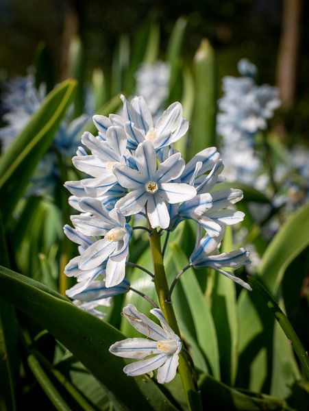 Flower in the Keukenhof by Matthijs Noordeloos