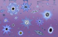 Plankton