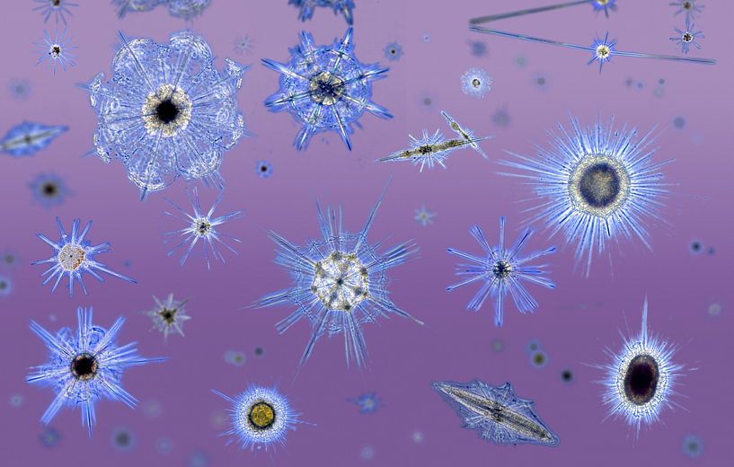 Plankton van Robert Brons