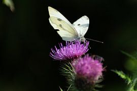 Cabbage white on pink thistle by Mirjam Welleweerd