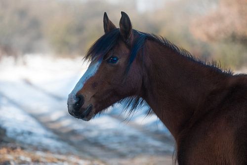 Veluwe, planken wambuis-wild paard 01