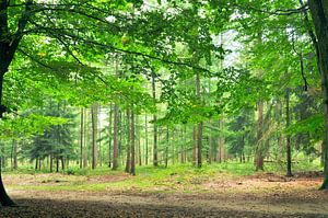 Sous un hêtre dans la Veluwe