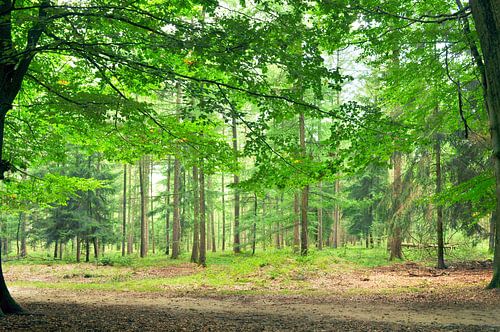 Onder een beuk op de Veluwe