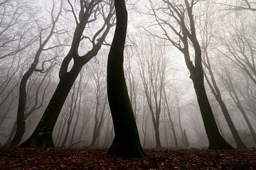 Nebliger Wald an einem nebligen Wintertag leichter Schnee um die Biene von Sjoerd van der Wal Fotografie