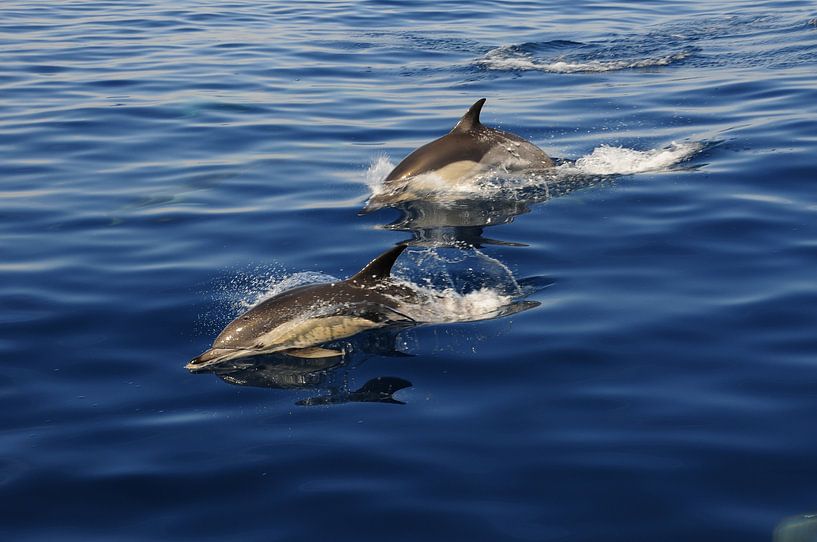 Delfins near Malaga by Fred Repko