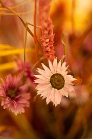 sfeer foto droogbloemen van studio photoflash