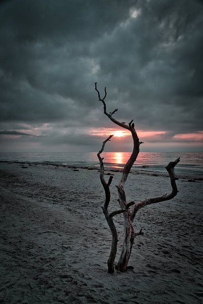 Love tree on the beach at sunset by Martin Köbsch