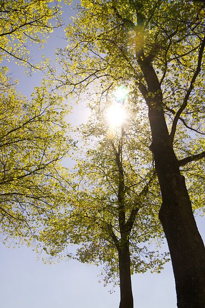 Sunny summer day by Maarten Borsje